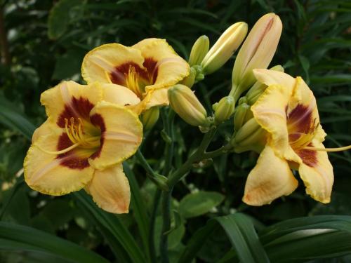 Лилейник желтый посадка. Солнечный лилейник желтый: лучшие сорта, посадка и уход