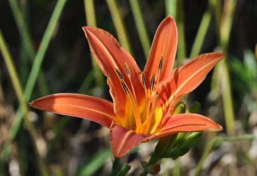 Лилейник желтый посадка. Солнечный лилейник желтый: лучшие сорта, посадка и уход