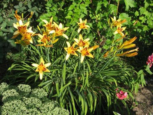 Садовый гид лилейники. Лилейники: советы, как посадить лилейники в саду. Особенности ухода, варианты размножения, условия содержания растения