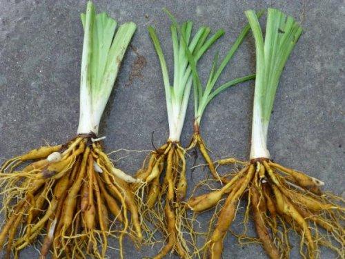 Пересадка лилейника в июле. Когда можно пересаживать лилейники