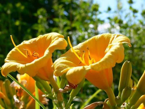 Садовый гид лилейники. Лилейники: советы, как посадить лилейники в саду. Особенности ухода, варианты размножения, условия содержания растения