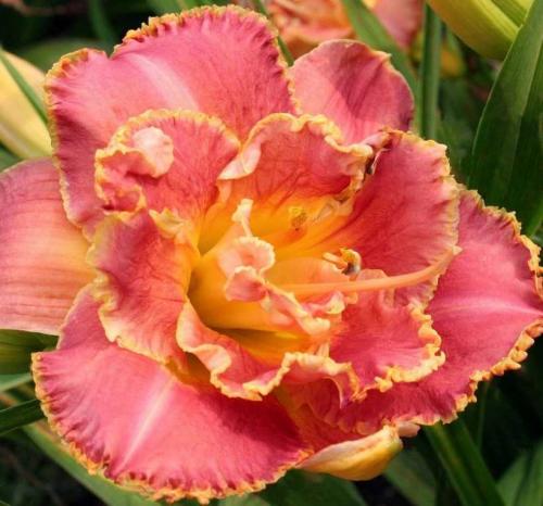 Садовый гид лилейники. Лилейники: советы, как посадить лилейники в саду. Особенности ухода, варианты размножения, условия содержания растения