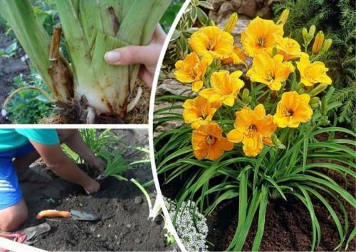 Садовый гид лилейники. Лилейники: советы, как посадить лилейники в саду. Особенности ухода, варианты размножения, условия содержания растения