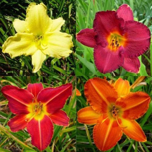 Садовый гид лилейники. Лилейники: советы, как посадить лилейники в саду. Особенности ухода, варианты размножения, условия содержания растения