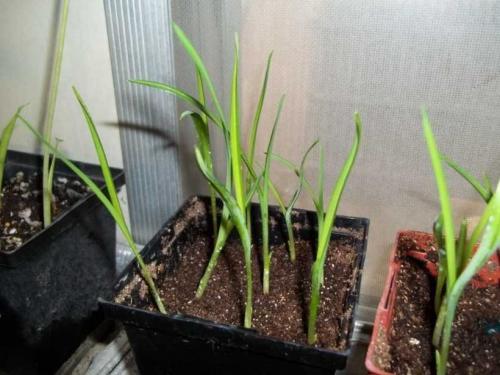 Садовый гид лилейники. Лилейники: советы, как посадить лилейники в саду. Особенности ухода, варианты размножения, условия содержания растения