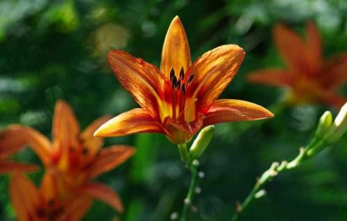 Садовый гид лилейники. Лилейники: советы, как посадить лилейники в саду. Особенности ухода, варианты размножения, условия содержания растения