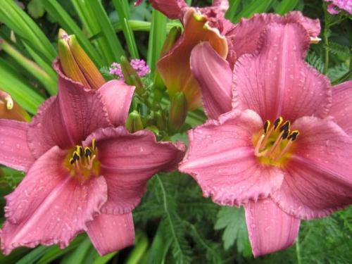 Садовый гид лилейники. Лилейники: советы, как посадить лилейники в саду. Особенности ухода, варианты размножения, условия содержания растения