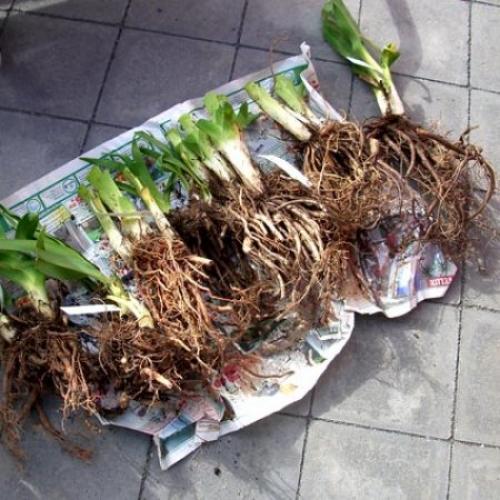 Пересадка лилейника в июле. Когда можно пересаживать лилейники