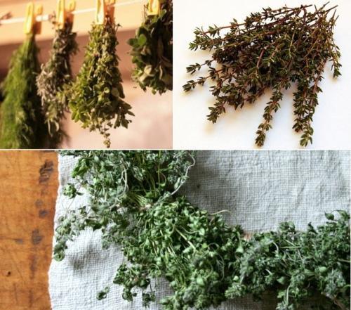 Чабрец когда собирать. Когда собирать чабрец для сушки на зиму — советы опытных травников