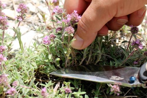 Чабрец когда собирать. Когда собирать чабрец для сушки на зиму — советы опытных травников