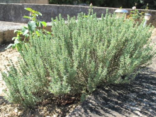 Сорта и виды чабреца. Сорта Чабреца, их описание