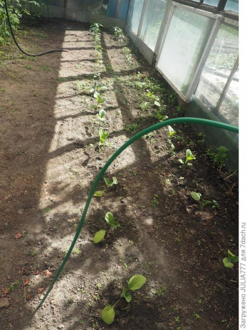 Можно ли использовать навоз для растений в домашних условиях. Подкормка натуральная - для рассады польза реальная