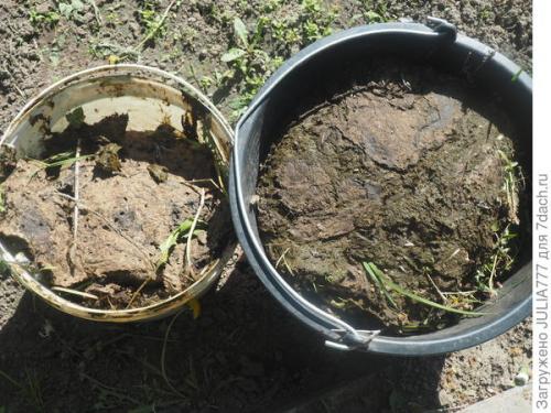 Можно ли использовать навоз для растений в домашних условиях. Подкормка натуральная - для рассады польза реальная
