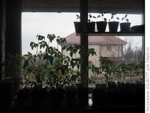 Можно ли использовать навоз для растений в домашних условиях. Подкормка натуральная - для рассады польза реальная