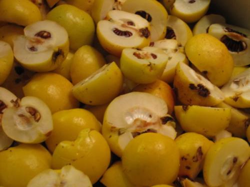 Почва для айвы японской. Выбор места и основные правила посадки 06