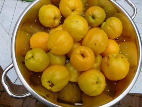 Почва для айвы японской. Выбор места и основные правила посадки 07