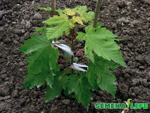 Как посадить клен из леса. Как посадить клен дома. Созревание, сбор и подготовка семян к посадке