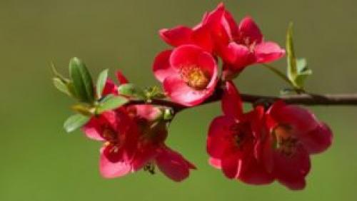 Почва для айвы японской. Выбор места и основные правила посадки 09 Почва для айвы японской. Выбор места и основные правила посадки 09