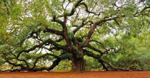 Выращивание клена остролистного на участке. Выращивание и уход за кленом 06 Выращивание клена остролистного на участке. Выращивание и уход за кленом 06