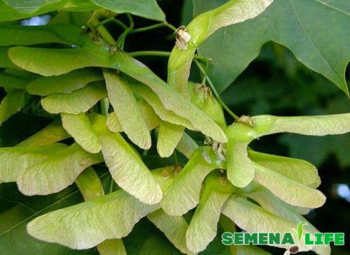 Как посадить клен из леса. Как посадить клен дома. Созревание, сбор и подготовка семян к посадке