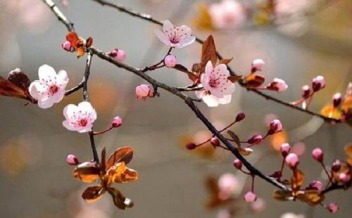 Выращивание клена остролистного на участке. Выращивание и уход за кленом 04 Выращивание клена остролистного на участке. Выращивание и уход за кленом 04