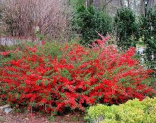 Почва для айвы японской. Выбор места и основные правила посадки 08