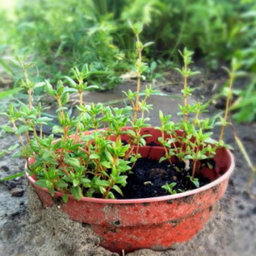 Все о сортах ЧАБРЕЦА. Историческая справка 02