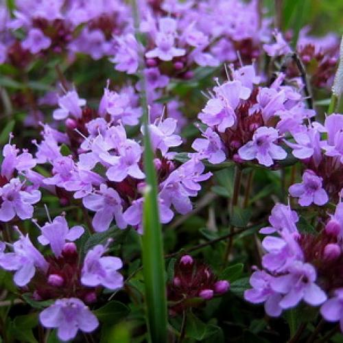 Все о сортах ЧАБРЕЦА. Историческая справка 01