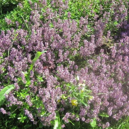 Все о сортах ЧАБРЕЦА. Историческая справка 05