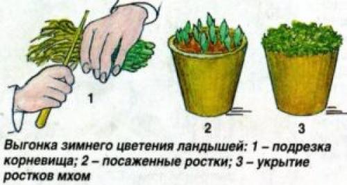 Как долго длится процесс выгонки луковиц ландыша.  Выгонка ландышей