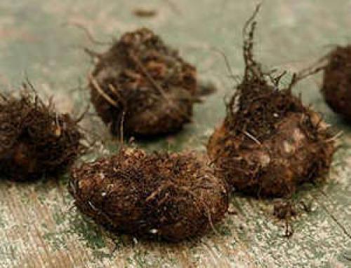 Анемоны бриджит смесь посадка и уход. Анемона (Ветреница) Бриджит Микс 10шт 02 Анемоны бриджит смесь посадка и уход. Анемона (Ветреница) Бриджит Микс 10шт 02