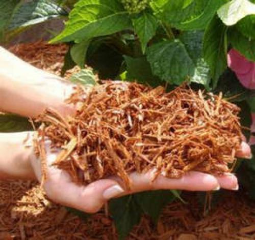 Анемоны бриджит смесь посадка и уход. Анемона (Ветреница) Бриджит Микс 10шт 04