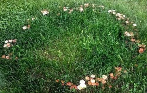 Какие грибы растут в еловом лесу. Какие грибы растут в хвойных лесах