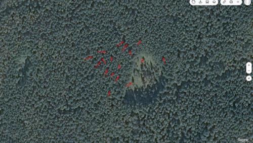 Грибы сосновый бор. Как найти свои грибные места.