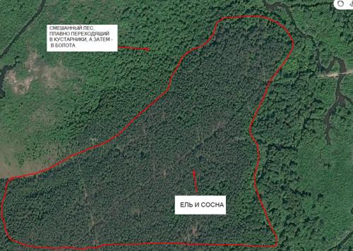 Грибы сосновый бор. Как найти свои грибные места.