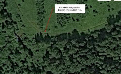 Грибы сосновый бор. Как найти свои грибные места.