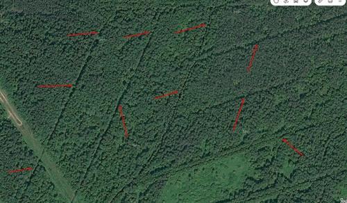 Грибы сосновый бор. Как найти свои грибные места.