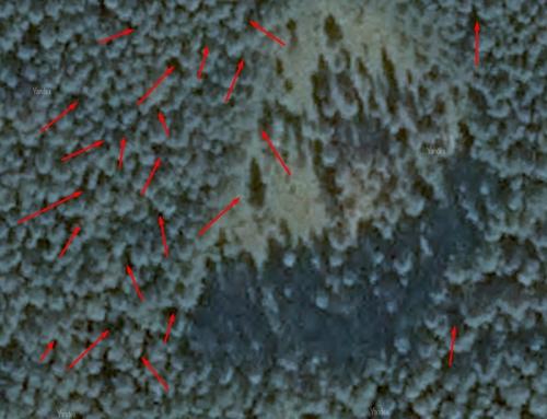 Грибы сосновый бор. Как найти свои грибные места.