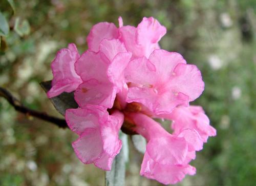 Саган-дайля семена. Саган-дайля – самый вкусный рододендрон