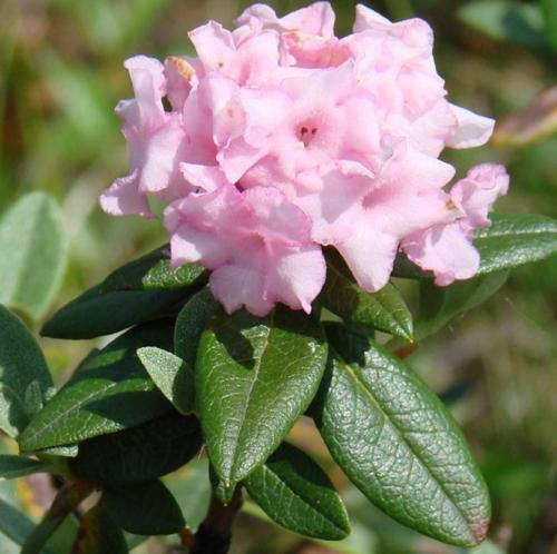 Саган-дайля семена. Саган-дайля – самый вкусный рододендрон