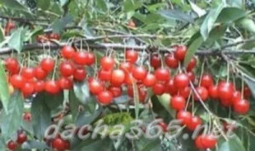 Лучшие сорта вишни для юга россии. Основные сорта вишни обыкновенной