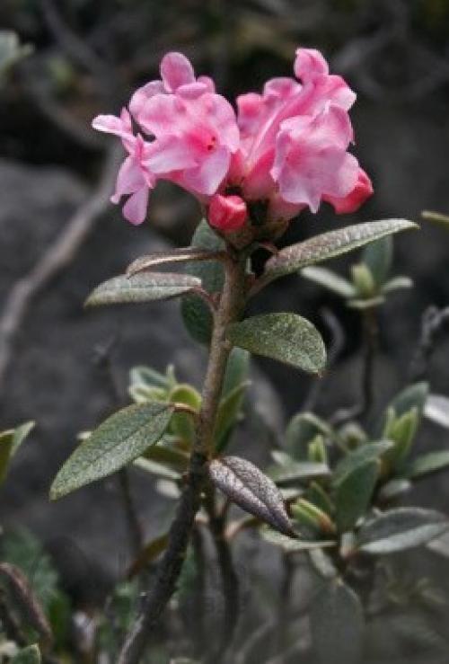 Саган дайля выращивание в домашних условиях. Саган-дайля - волшебная трава 02