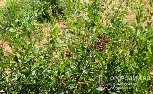 Самые сладкие сорта вишни. Разнообразие культурных видов