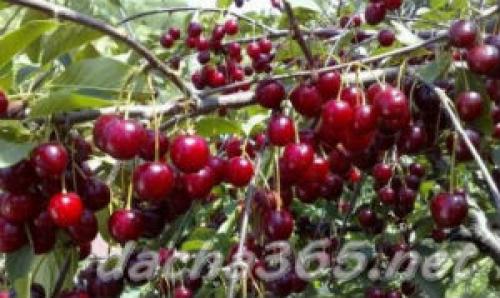 Лучшие сорта вишни для юга россии. Основные сорта вишни обыкновенной