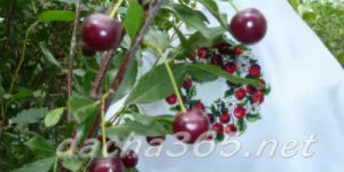 Лучшие сорта вишни для юга россии. Основные сорта вишни обыкновенной