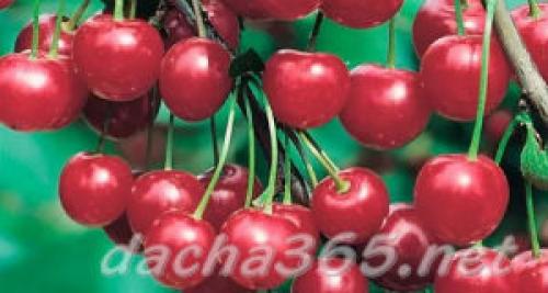 Лучшие сорта вишни для юга россии. Основные сорта вишни обыкновенной