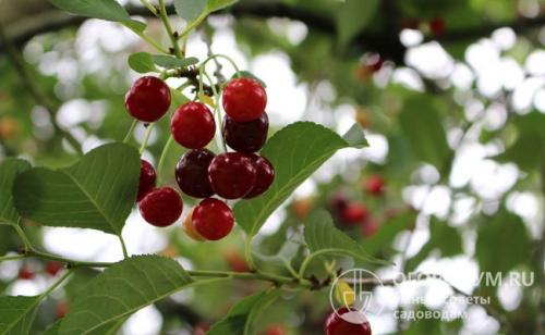 Самые сладкие сорта вишни. Разнообразие культурных видов