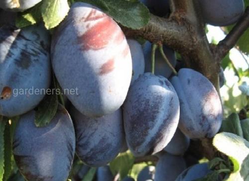Сорта чернослива для средней полосы. Оптимальные сливовые сорта для приготовления чернослива
