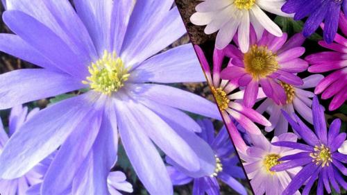 Анемона корончатая сент бриджит. Самые популярные