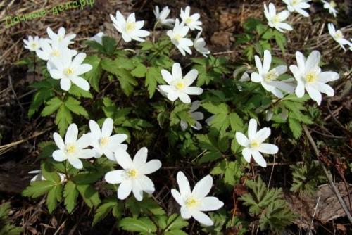 Анемона мультифида. Многолетняя анемона